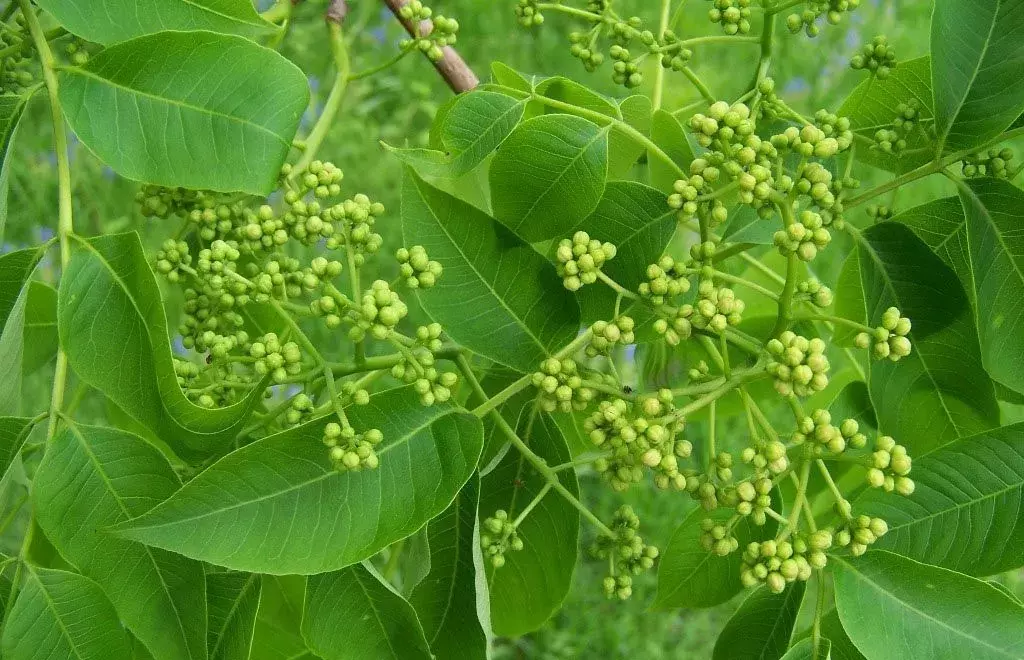 东北蜂蜜品种有哪些（东北蜂蜜种类介绍）