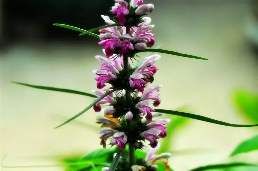 东北蜂蜜品种有哪些（东北蜂蜜种类介绍）