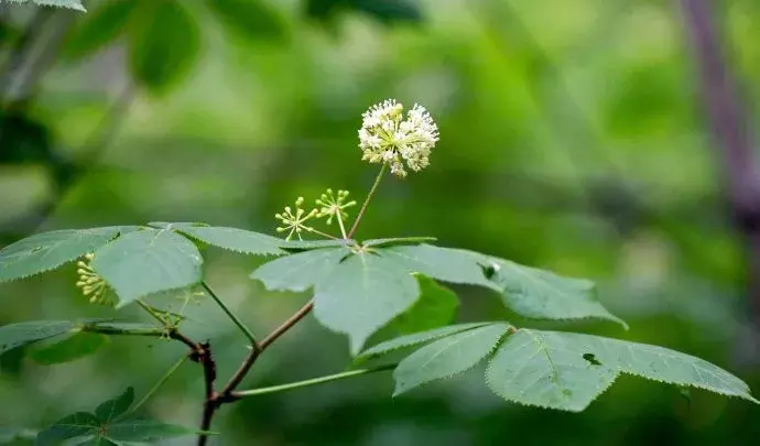 东北蜂蜜品种有哪些（东北蜂蜜种类介绍）