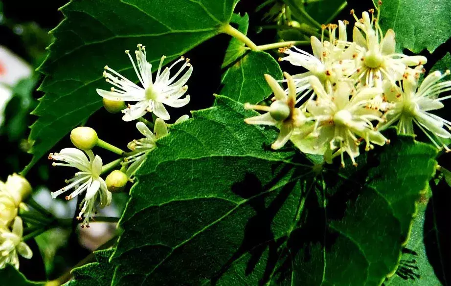 东北蜂蜜品种有哪些（东北蜂蜜种类介绍）