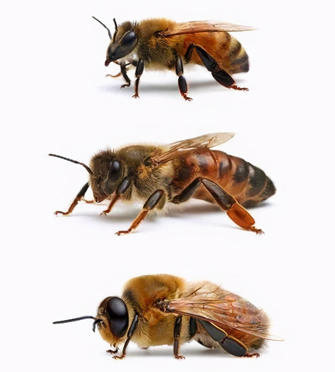 养蜂技术大全