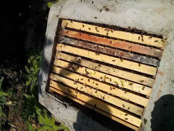 养蜂用圆木桶好还是用活框箱好（蜜蜂土养好还是活框好）