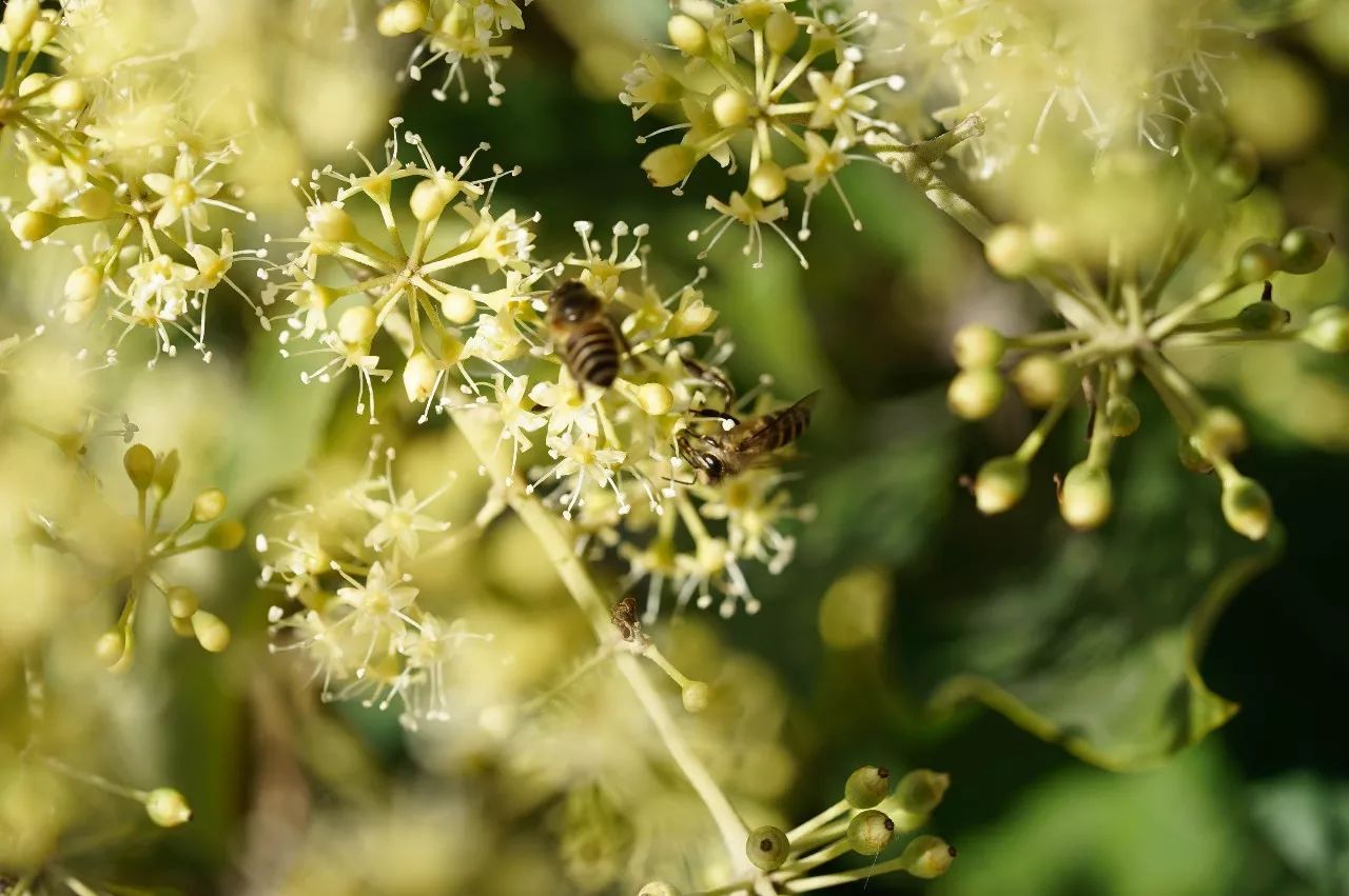 鸭脚木蜂蜜的功效与作用（鸭脚木蜜是什么蜜）