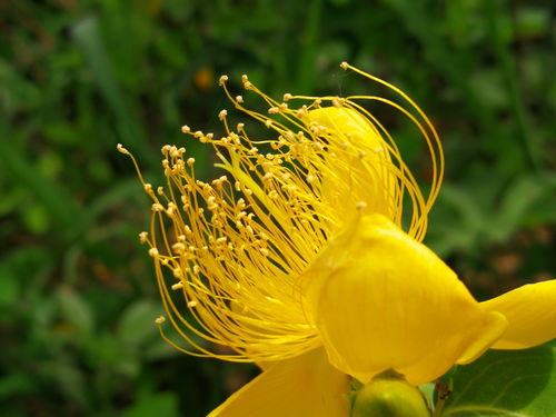 花粉过敏怎么治（花粉过敏的紧急处理窍门）