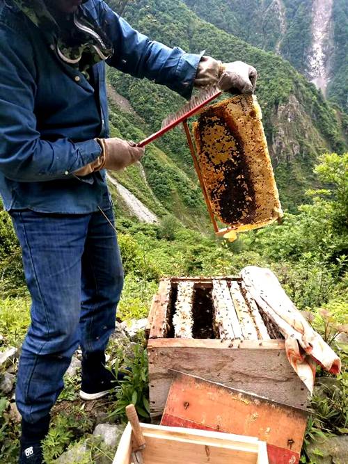 中蜂场地总是有牛角蜂跑来怎么办（养殖中蜂怎么防治牛角蜂）