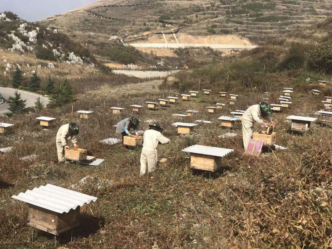 中蜂场地总是有牛角蜂跑来怎么办（养殖中蜂怎么防治牛角蜂）