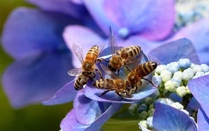 蜂群发展过弱怎么办？