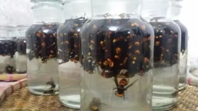 胡蜂酒的功效与作用（胡蜂酒有哪几种功效）