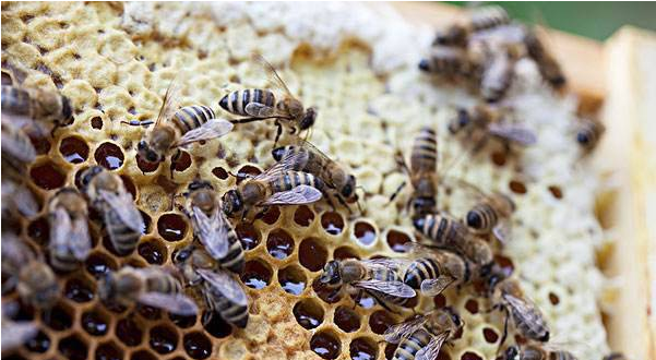 蜜蜂有病怎么看得出来（附带两则蜜蜂疾病诊断法）