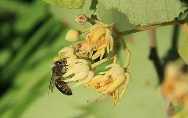 投资2万养蜜蜂利润多少？