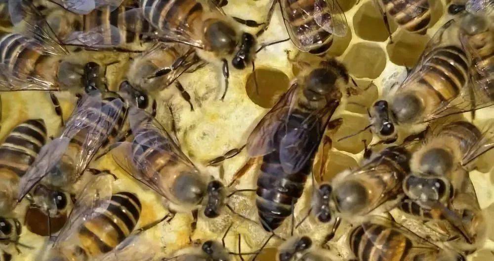 中蜂场多少群以上算规模大（中蜂规模养殖）
