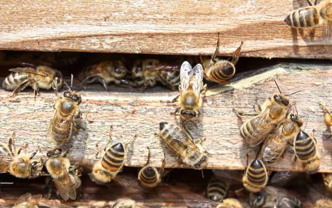 现代养蜂法有哪些（养蜂技术有哪些）