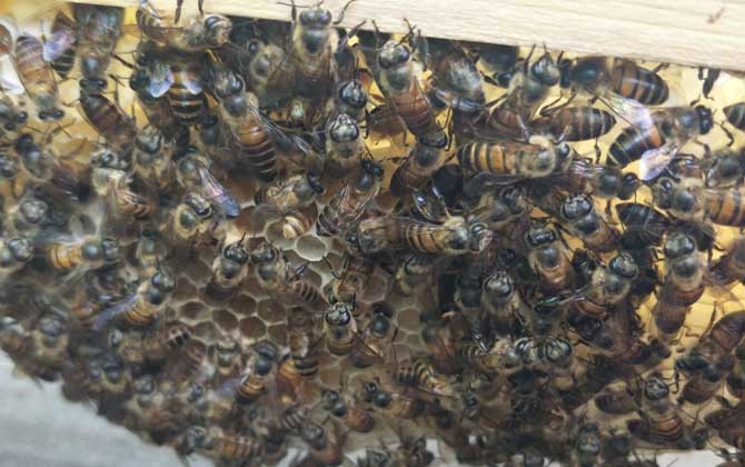 不让蜜蜂分蜂怎么解决（怎么防止蜜蜂自然分蜂且维持强群）