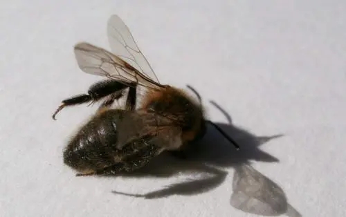 蜜蜂死得太多怎么回事（蜜蜂突然死了很多怎么回事）