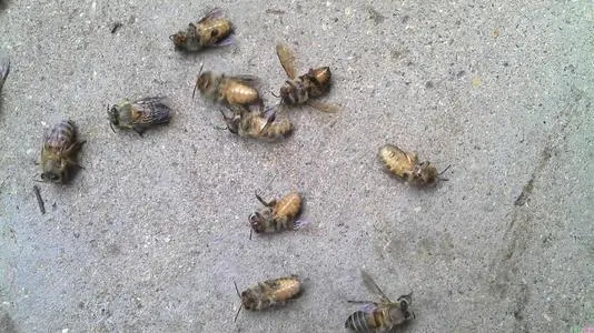 蜜蜂死得太多怎么回事（蜜蜂突然死了很多怎么回事）