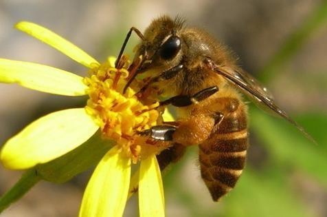 懒人养蜂用什么风向好（养蜜蜂要注意风向和高度吗）