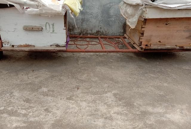 中蜂迷巢（怎么预防）