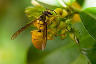 黄蜂是什么蜂（黄蜂与胡蜂的区别及养殖方法）