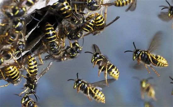 黄蜂是什么蜂（黄蜂与胡蜂的区别及养殖方法）
