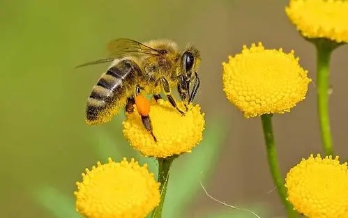 蜜蜂采食毒蜜怎么办（蜜蜂采了有毒的花蜜怎么办）