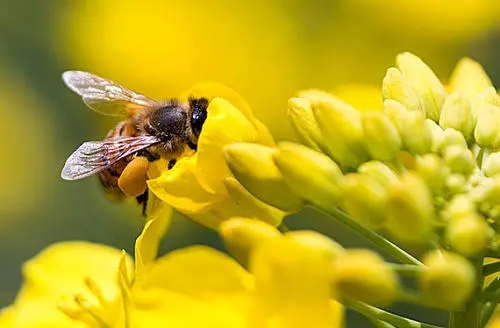 蜜蜂采食毒蜜怎么办