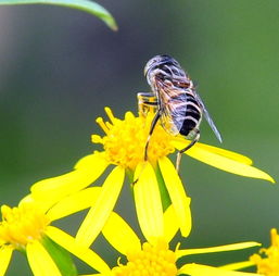 束龙岱一号与松丹一号（松丹一号的生物学特性）