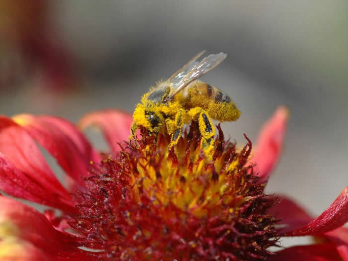 蜜蜂怎么过冬（越冬）？