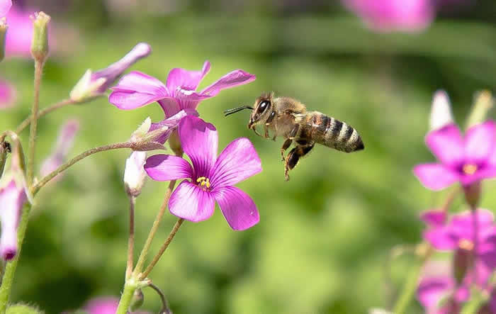 蜜蜂怎么过冬（越冬）？