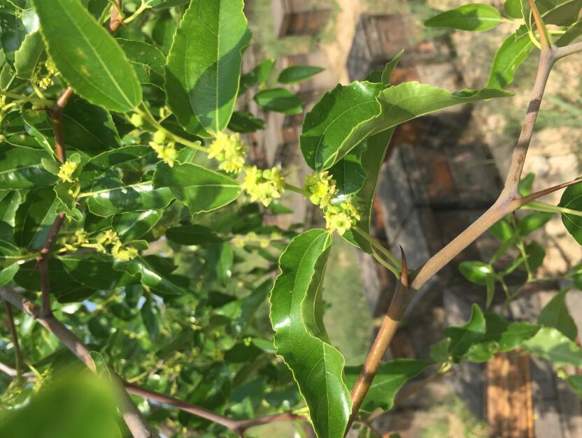 枣花蜜有副作用吗（枣花蜂蜜上火吗）