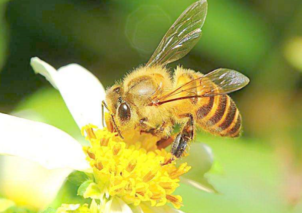 枣花蜜什么时候成熟（枣花蜜什么季节喝）