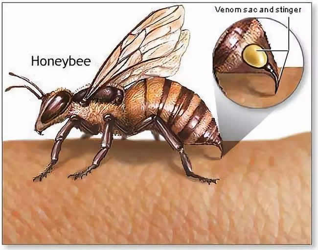 【蜜蜂知识】蜂产品种类及图片介绍