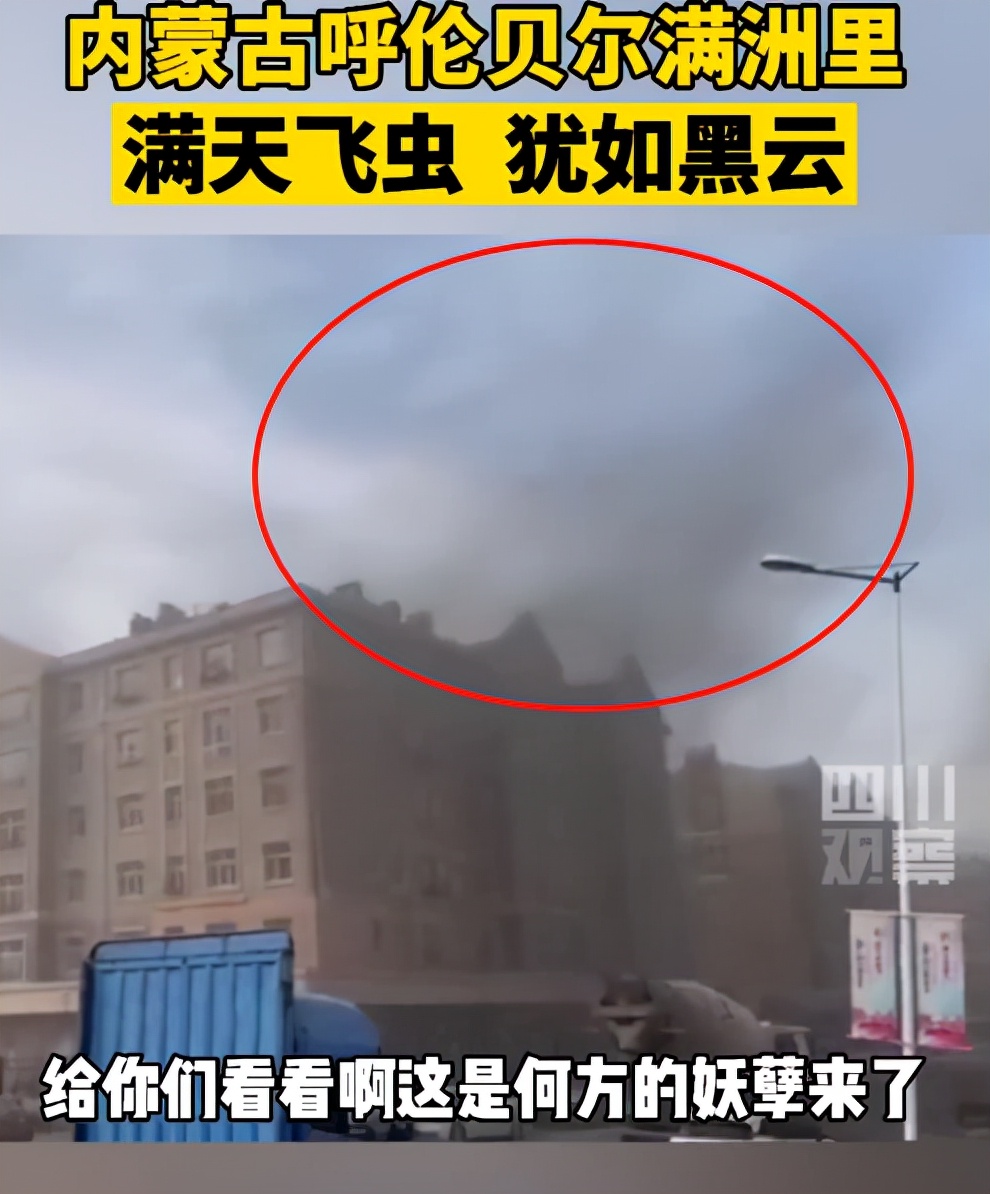 湖南沅江蜉蝣大爆发，内蒙古蚜虫大爆发，是气候大变的征兆吗？
