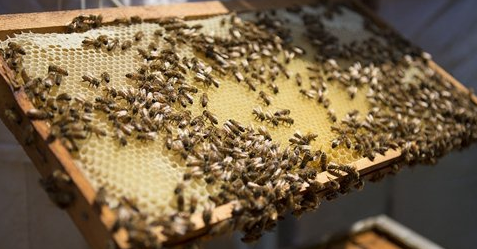 ​中蜂开箱检查蜂群离脾是什么情况（夏天开箱检查，发现蜜蜂离脾，你知道其中的原因吗）