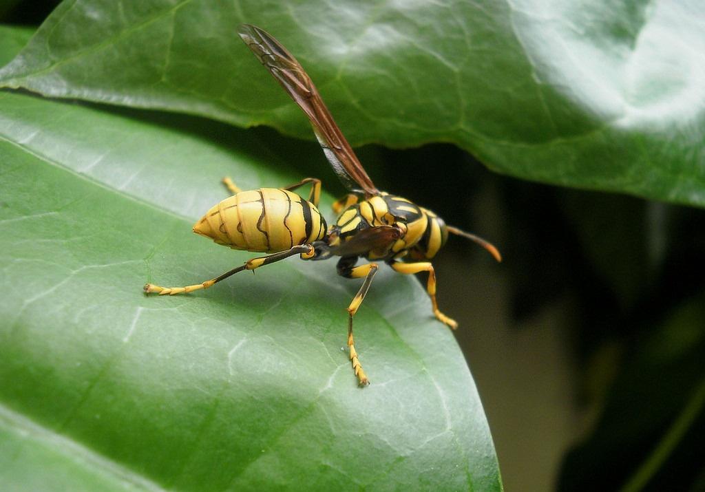 大虎头蜂真能蜇死人吗？(扒一扒虎头蜂的厉害)