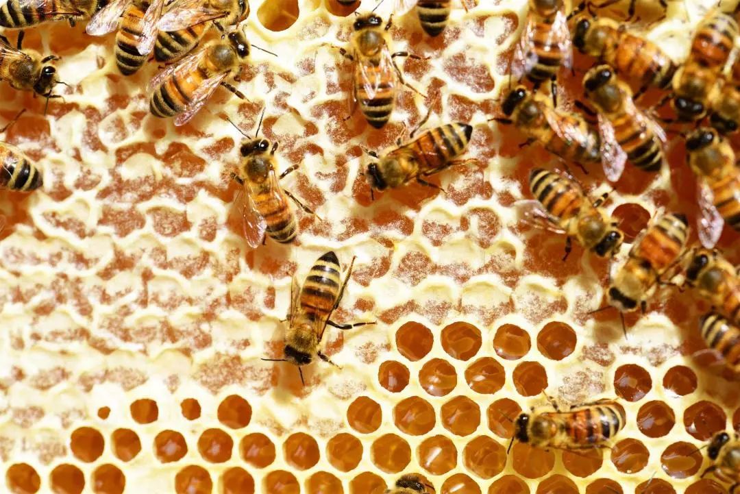 养意蜂一个强群一年取多少蜂王浆（蜜蜂每年能产多少蜂王浆）