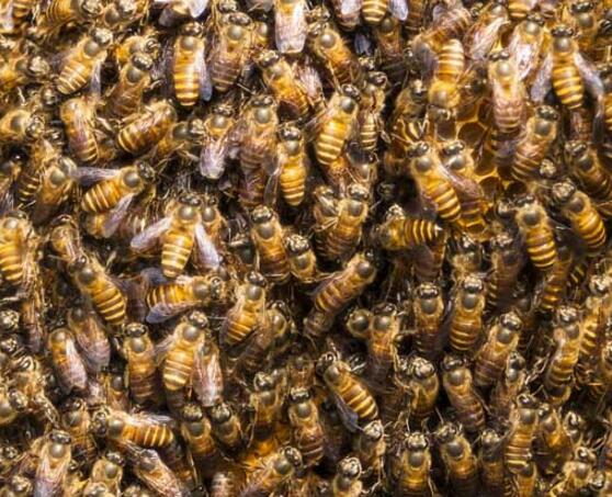 初学养蜂的注意事项（初学养蜂应该怎么做 ）