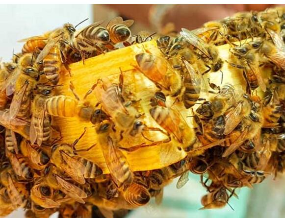 初学养蜂的注意事项（初学养蜂应该怎么做 ）