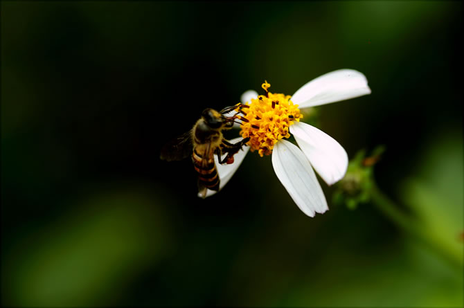 蜜蜂的技术知识大全有哪些？(盘点新手养蜂知识)