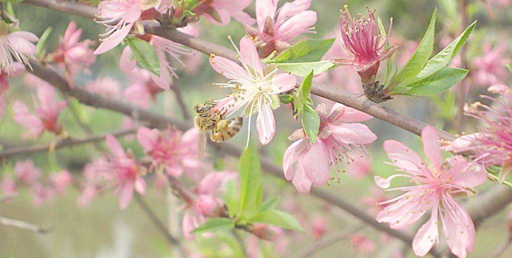 蜂蜜什么时候喝最好