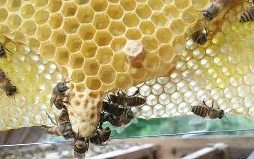 夏季意蜂怎样育王（蜜蜂的自然育王好不好）