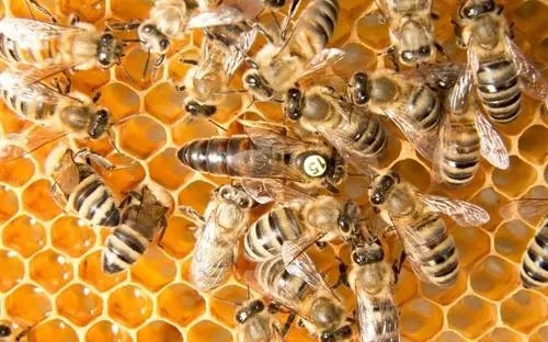 夏季意蜂怎样育王（蜜蜂的自然育王好不好）