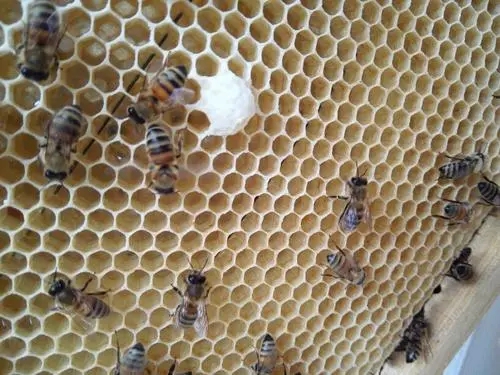 夏季意蜂怎样育王（蜜蜂的自然育王好不好）