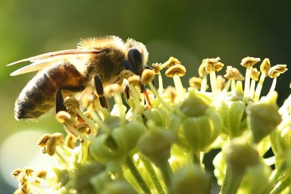 中华蜜蜂蜂箱多少钱一个(中华蜜蜂蜂箱自己做成本多少）