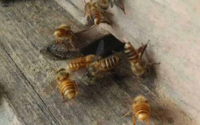 新手养蜂的推荐蜂种（新手养什么蜂比较好）