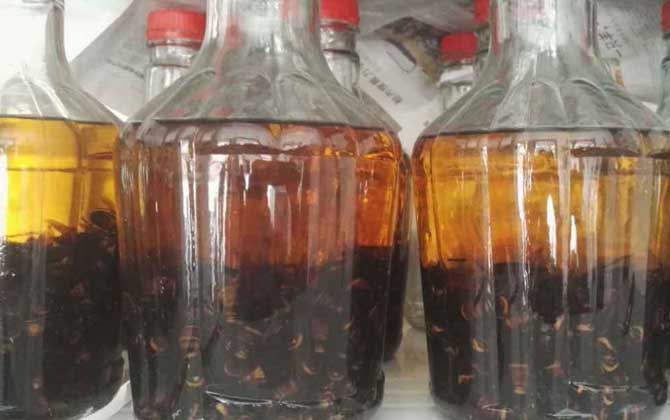 中国大虎头蜂可以泡酒喝吗（虎头蜂酒的功效）