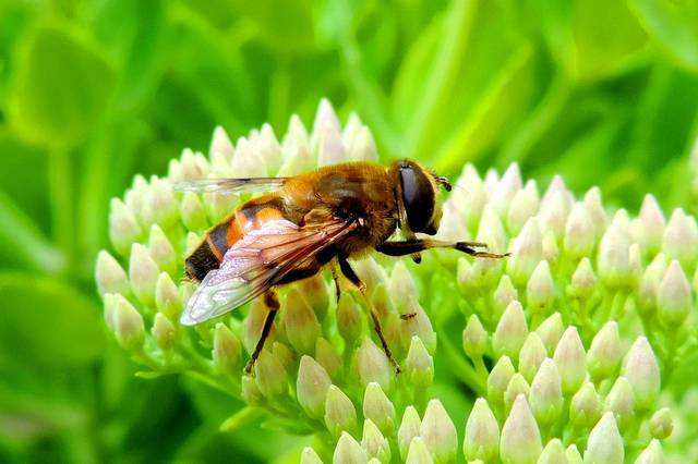 蜜蜂欧洲幼虫病如何防治？