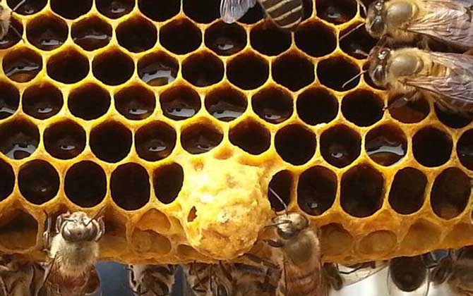 新手养蜂怎样起王台？（怎样让蜜蜂自己起王台）