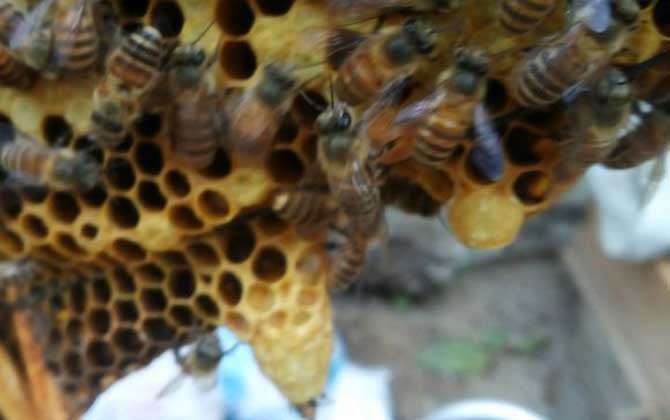 新手养蜂怎样起王台？（怎样让蜜蜂自己起王台）