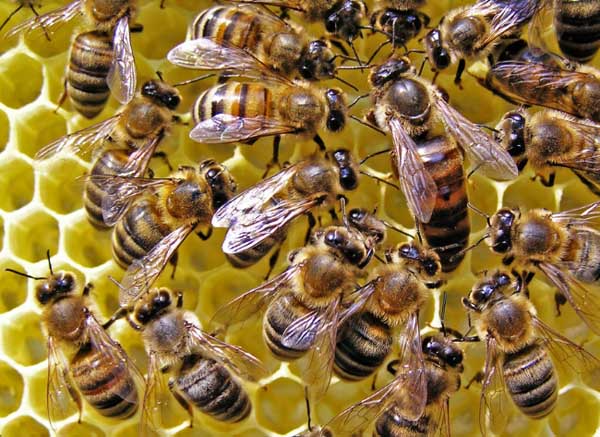 新手养蜂有什么办法能快速找到蜂王（找蜂王最简单的方法）