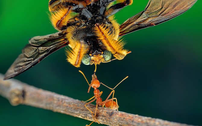 蜜蜂养殖如何防止蚂蚁？